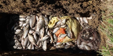 Gölette İsrail sazanı operasyonu: "Balıkları bile siyonist"