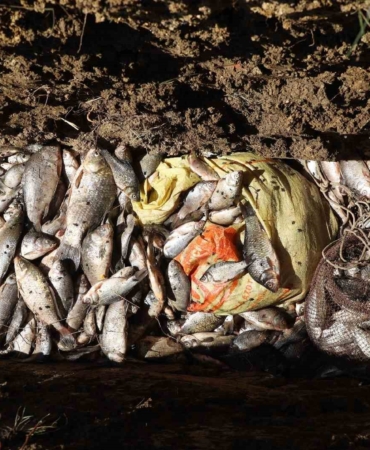 Gölette İsrail sazanı operasyonu: "Balıkları bile siyonist"