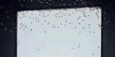 Gönen’de sinek istilası