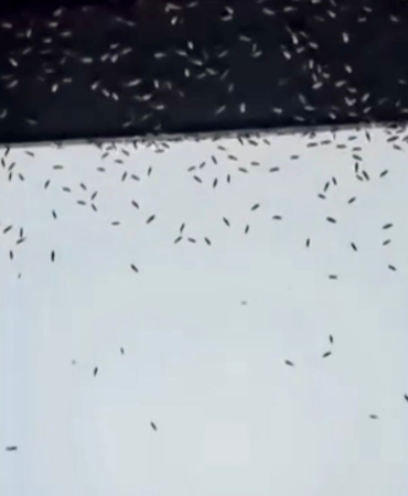 Gönen’de sinek istilası