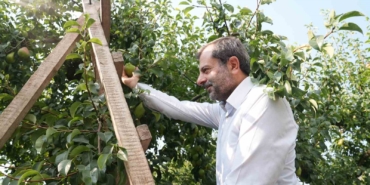 Gürsu armudunu faydalı böcekler koruyor