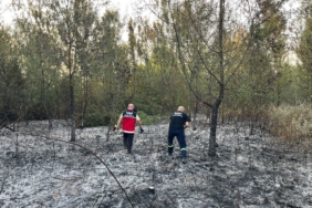 Hendek’te ormanlık alanda yangın
