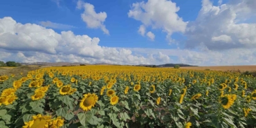 İklim şartları sebebiyle hububatta istenilen rekolte olmadı