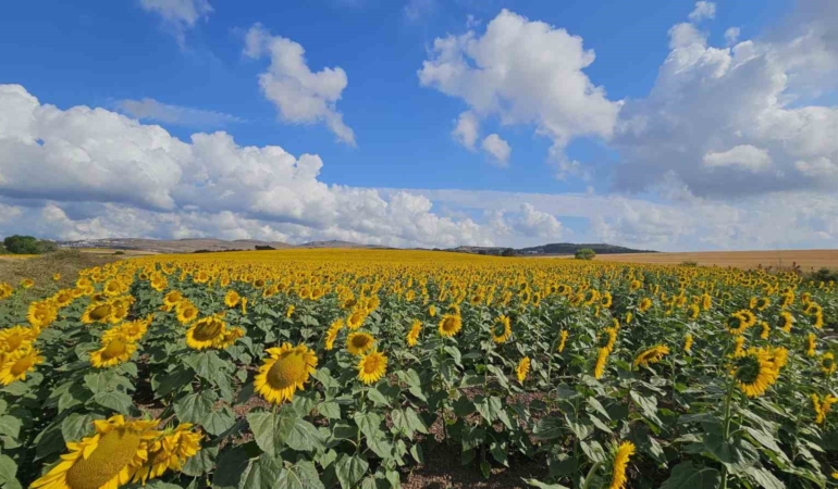 İklim şartları sebebiyle hububatta istenilen rekolte olmadı