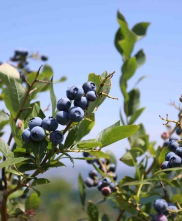 İnegöl’de yaban mersi hasadı başladı