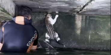 İskelenin altında mahsur kalan kedi için itfaiye erleri seferber oldu
