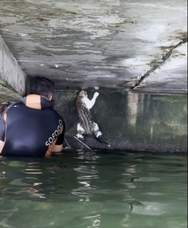 İskelenin altında mahsur kalan kedi için itfaiye erleri seferber oldu