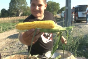 İstanbul bu tarlaya akın ediyor, vatandaşlar tarladan topladıkları ürünleri satın alıyor