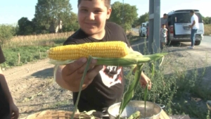 İstanbul bu tarlaya akın ediyor, vatandaşlar tarladan topladıkları ürünleri satın alıyor