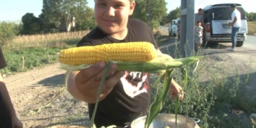 İstanbul bu tarlaya akın ediyor, vatandaşlar tarladan topladıkları ürünleri satın alıyor