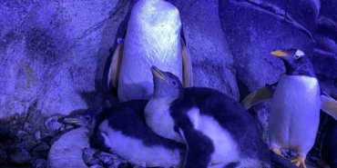 İstanbul’da 4 bebek penguen dünyaya geldi