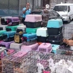 İstanbul’da akıl almaz olay: Sözde hayvansever kadın 85 kediyi ölüme terk etti