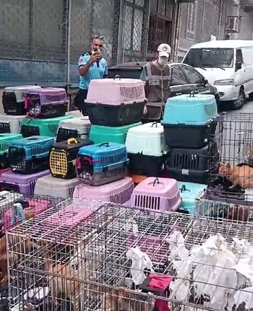 İstanbul’da akıl almaz olay: Sözde hayvansever kadın 85 kediyi ölüme terk etti