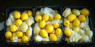 İstanbul’da limonun tanesi 10 TL’ye dayandı, Ağustos’tan itibaren gerileme bekleniyor