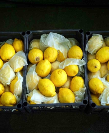 İstanbul’da limonun tanesi 10 TL’ye dayandı, Ağustos’tan itibaren gerileme bekleniyor