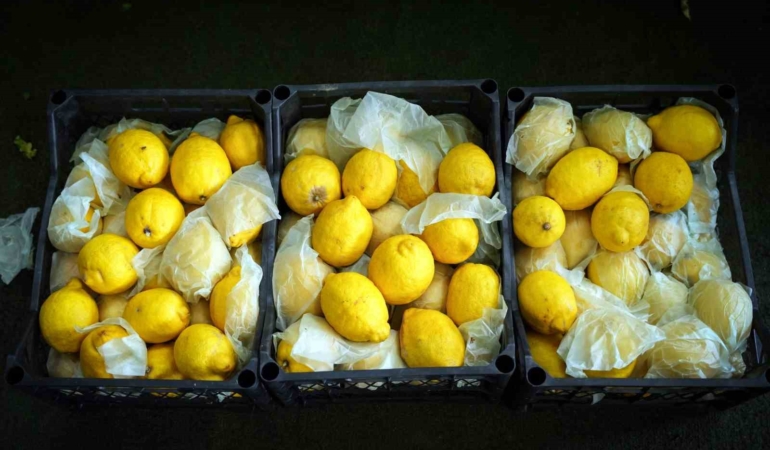 İstanbul’da limonun tanesi 10 TL’ye dayandı, Ağustos’tan itibaren gerileme bekleniyor