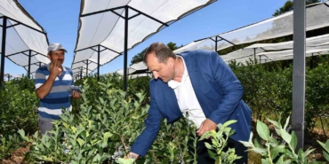 İznik’te 4. Maviyemiş Festivali başlıyor