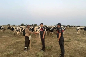 Jandarma ekipleri, kaybolan hayvanları dron ile bularak sahibine teslim etti