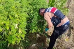 Jandarmadan 3 ilçede 3 ayrı operasyon: 4 gözaltı