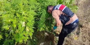 Jandarmadan 3 ilçede 3 ayrı operasyon: 4 gözaltı