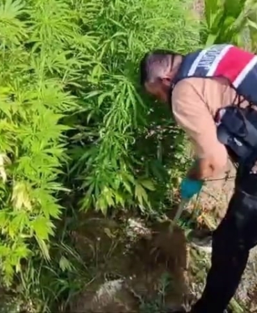 Jandarmadan 3 ilçede 3 ayrı operasyon: 4 gözaltı