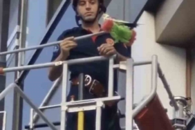 Kağıthane’de itfaiyenin fırçalı kuş kurtarma operasyonu kamerada