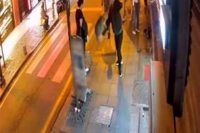 Kağıthane’de köpeklere saldıran “Gri Aslan” lakaplı kedi kamerada: Esnafı canından bezdirdi