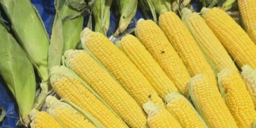 Kapalı pazarı sinekler bastı, esnaf isyan etti