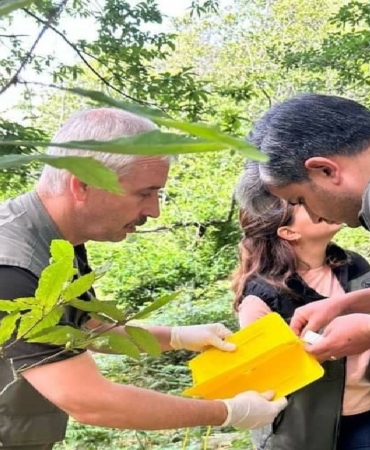 Kapıdağ’da "dumansız yangın" ile biyolojik mücadele başladı