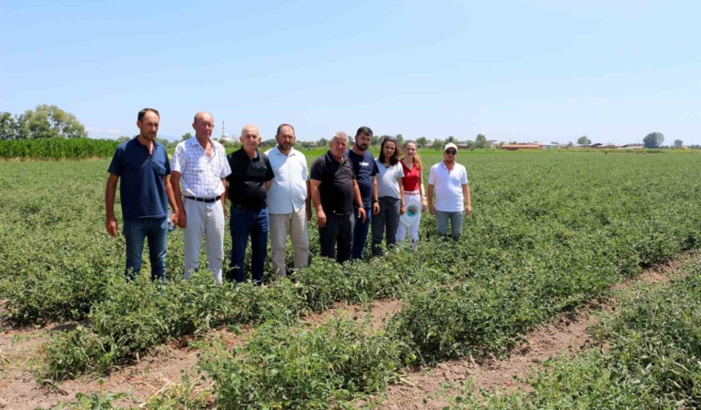 Karacabey ovasında fitotoksitite tehlikesi