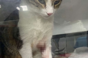 Kedi Şirine’yi tekmeleyerek 4. kattan aşağı atan akademisyen hakkında karar: 1 yıl 6 ay hapsine hükmedildi