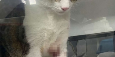 Kedi Şirine’yi tekmeleyerek 4. kattan aşağı atan akademisyen hakkında karar: 1 yıl 6 ay hapsine hükmedildi