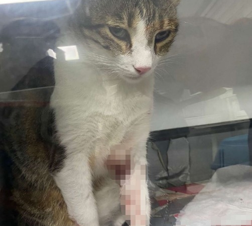 Kedi Şirine’yi tekmeleyerek 4. kattan aşağı atan akademisyen hakkında karar: 1 yıl 6 ay hapsine hükmedildi