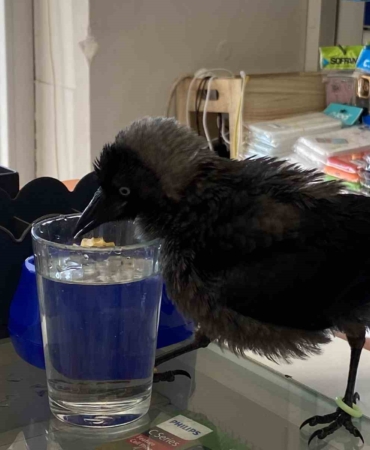 Kedinin ağzından aldıkları karga dostları oldu: "Kasaba gidip haraç kesiyor"