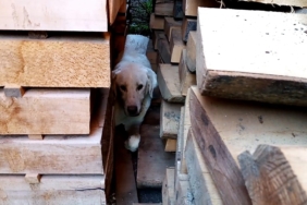 Kerestelerin arasına sıkışan köpeği itfaiye kurtardı