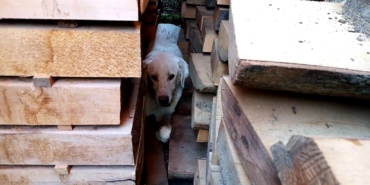 Kerestelerin arasına sıkışan köpeği itfaiye kurtardı