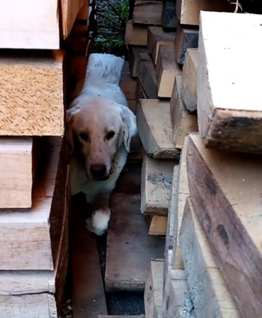 Kerestelerin arasına sıkışan köpeği itfaiye kurtardı