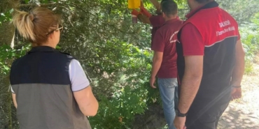 Kestane gal arısı zararlısı için tuzaklar asıldı