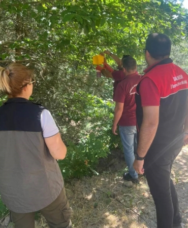 Kestane gal arısı zararlısı için tuzaklar asıldı