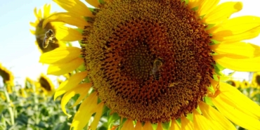 Kırklareli gündöndüler ile sarıya boyandı