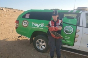 Kırklareli’nde yaralı karabatak jandarma ekiplerince kurtarıldı