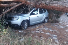 Koca çam ağacı aracın üzerine devrildi