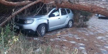 Koca çam ağacı aracın üzerine devrildi