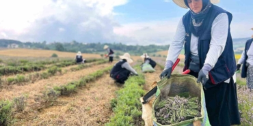Kocaeli’de mor tarlalarda lavanta hasadı başladı