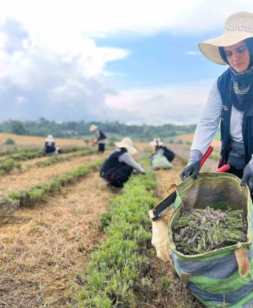 Kocaeli’de mor tarlalarda lavanta hasadı başladı
