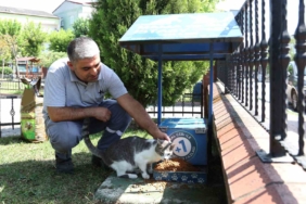 Küçükçekmece’de sokak hayvanları, yaz günlerinde koruma altında