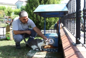 Küçükçekmece’de sokak hayvanları, yaz günlerinde koruma altında