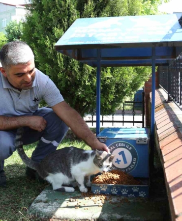 Küçükçekmece’de sokak hayvanları, yaz günlerinde koruma altında