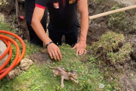 Lüleburgaz’da boruya sıkışan kedi kurtarıldı