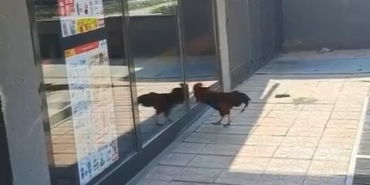 Markete giremeyen horoz camları dövdü